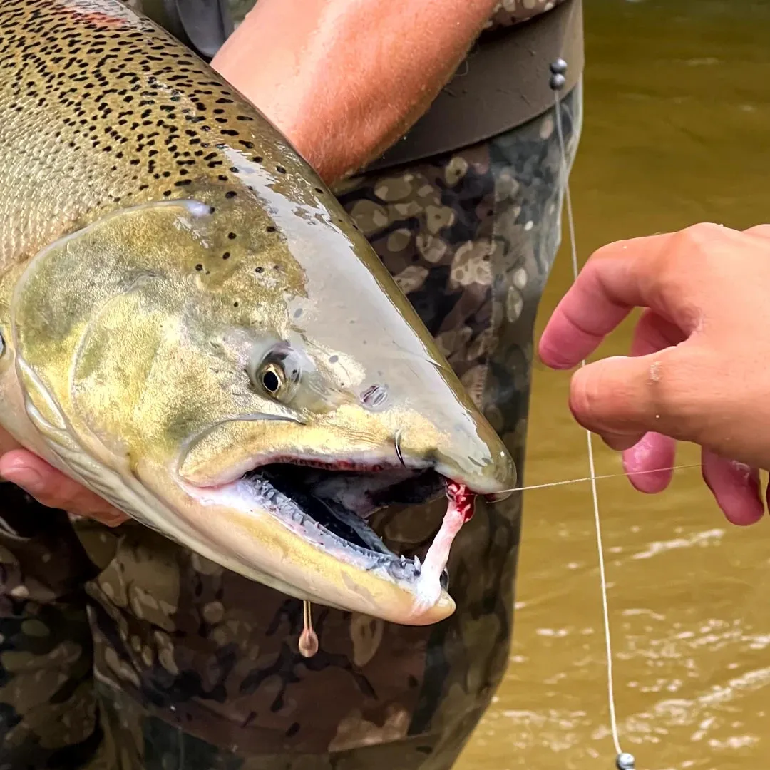 SKEENA FISHING HOOKS